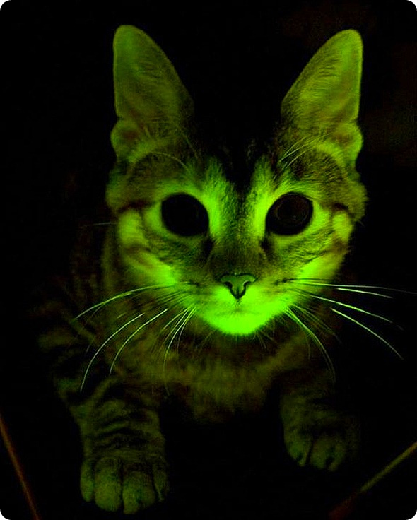 glowing-cat.jpeg